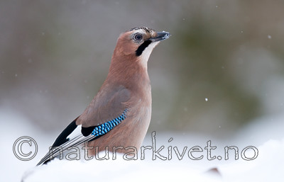 BB 10 0216 / Garrulus glandarius / Nøtteskrike